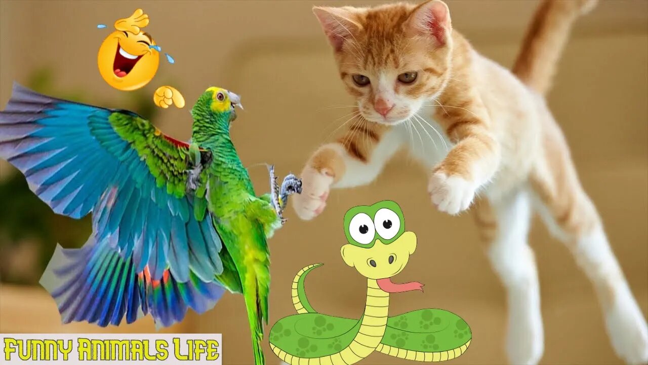 FUNNIEST ANIMALS 😹 Funny Animal Videos Compilation🤣🤣🤣🤣