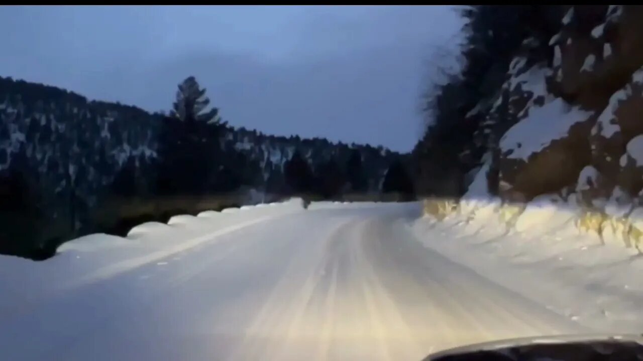 Lonely Yellowstone Wolf Cries