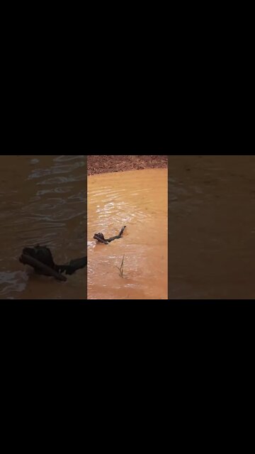 Cachorros filhotes de cachorro engraçados e gatos #shorts