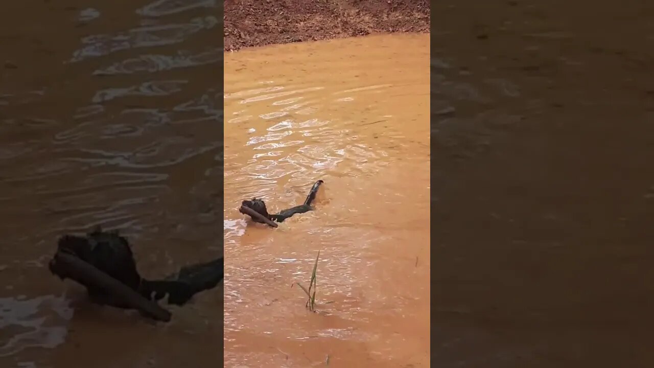 Cachorros filhotes de cachorro engraçados e gatos #shorts