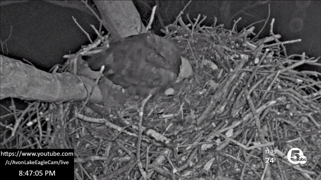 Avon Lake Bald Eagles lay first egg of the season