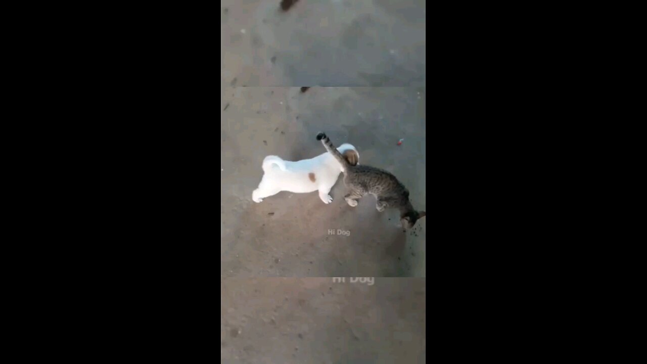 funny cat and dog video