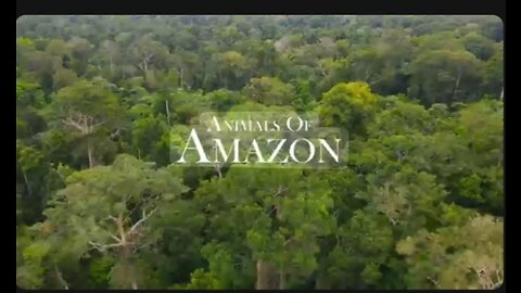 Animals of Amazons