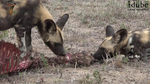 Endangered Species | Painted Dogs Playing And Feeding In Africa