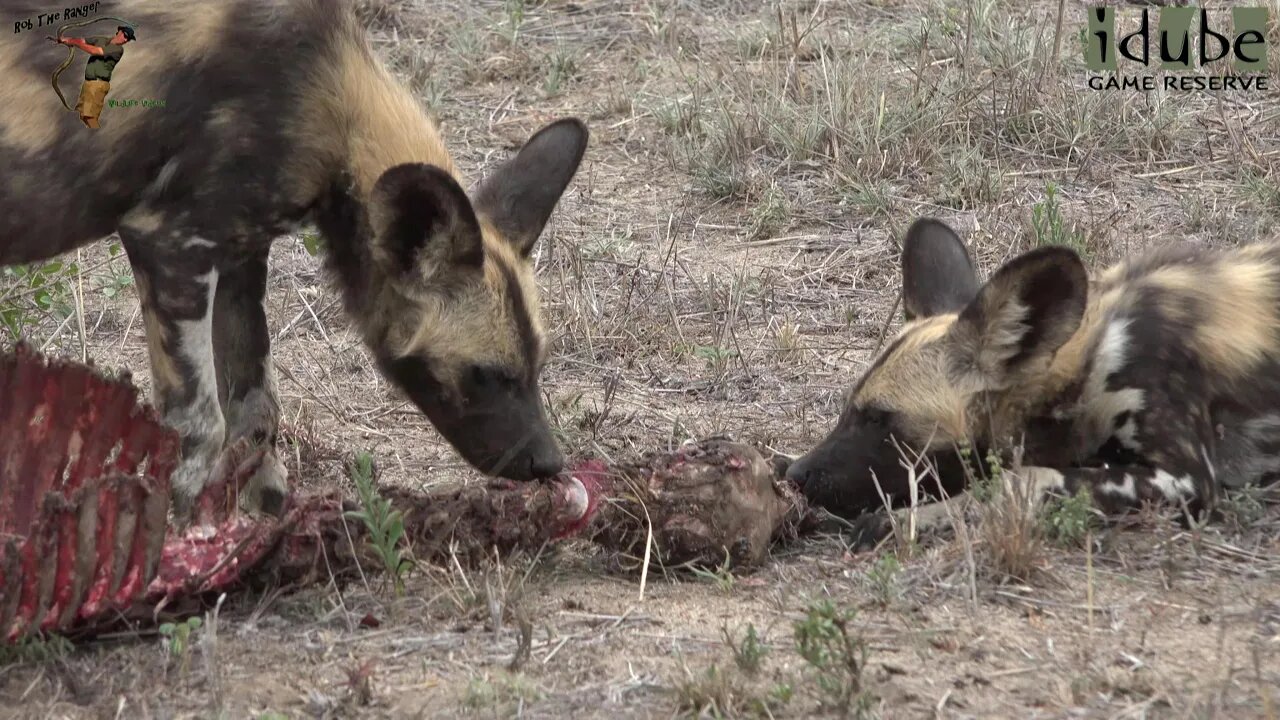 Endangered Species | Painted Dogs Playing And Feeding In Africa
