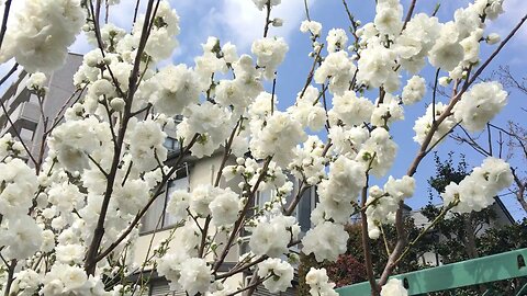 Cherry blossoms 🌸🇯🇵