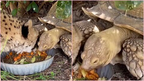 The tortoise and the tiger joint lunch