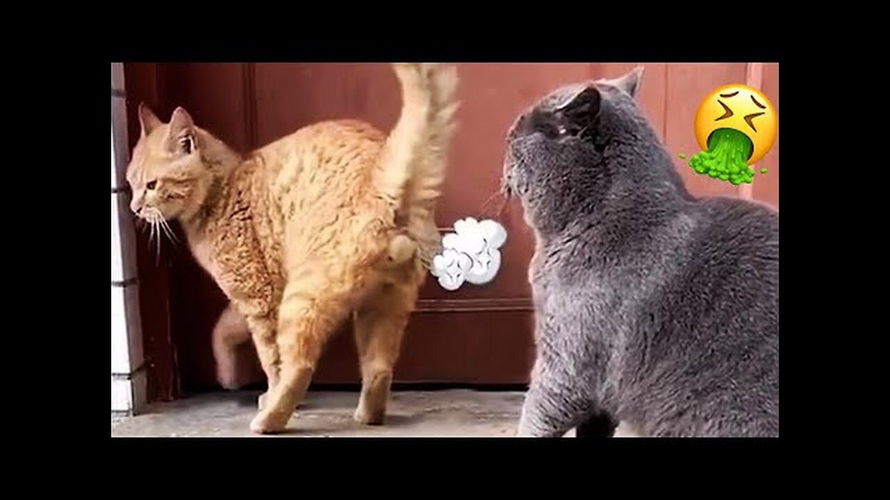 Best Funny Animal Videos Of The 2023 π€£ - Funniest Cats And Dogs Videos πΊπππΆ Funny cat & dog videos π