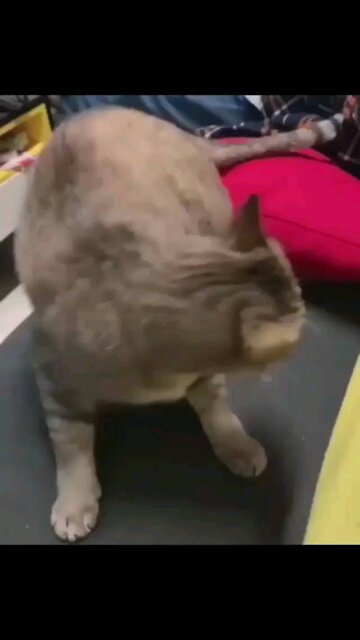 Rumble cat he makes acrobats💪