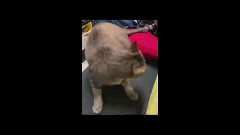 Rumble cat he makes acrobats💪