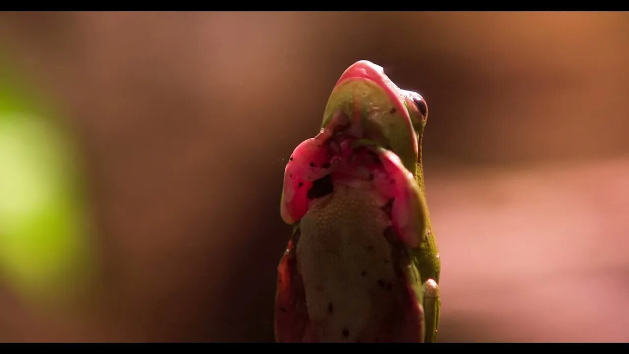 Tree frog sitting on window close up