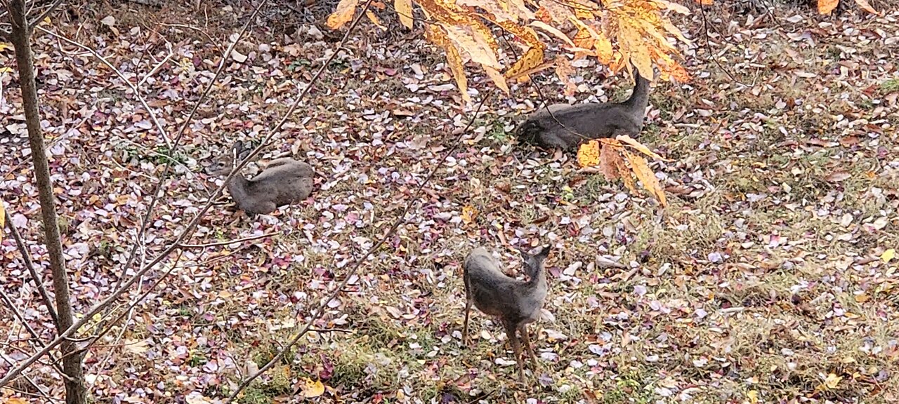 WV Bow Season 2023 - Watching the Doe and Fawn, Waiting on the Bucks