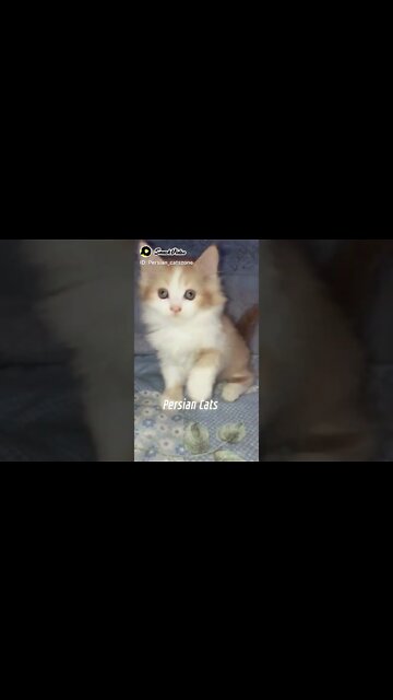 Cute Kitten | Persian Kitten | Muffin #persiancats #shorts #cutecat #kittens #youtubeshorts #cat