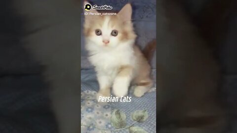 Cute Kitten | Persian Kitten | Muffin #persiancats #shorts #cutecat #kittens #youtubeshorts #cat