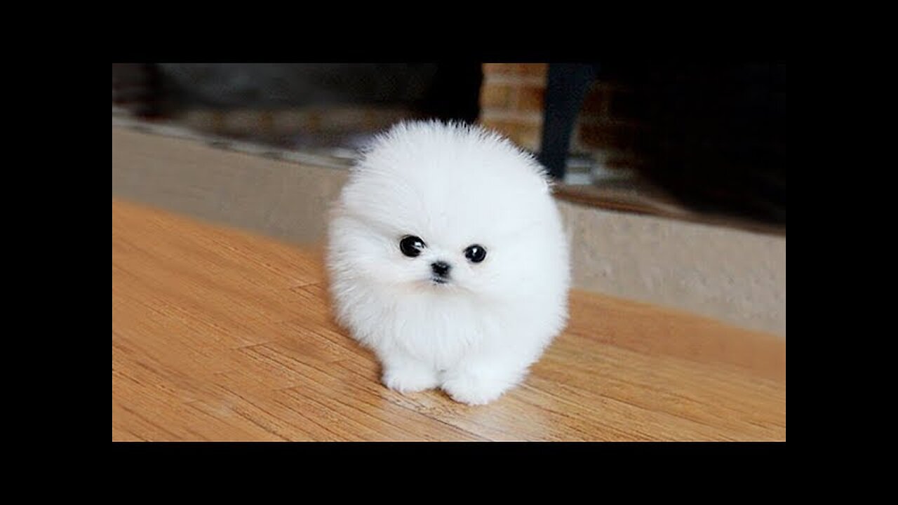 POMERANIAN THE CUTEST DOGS