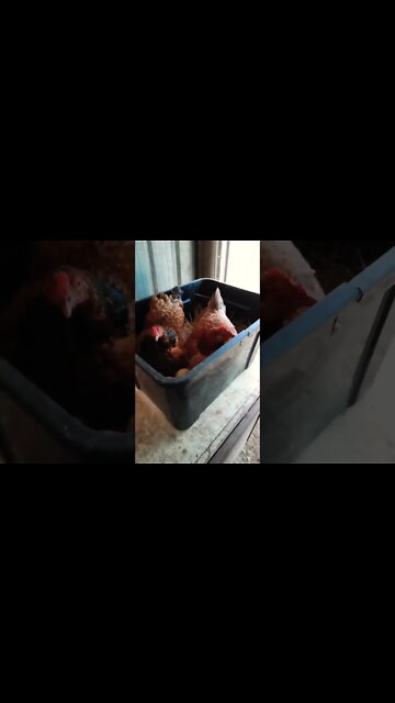 Forest and Chook chook are both sitting on eggs now