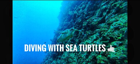 Diving with sea turtles