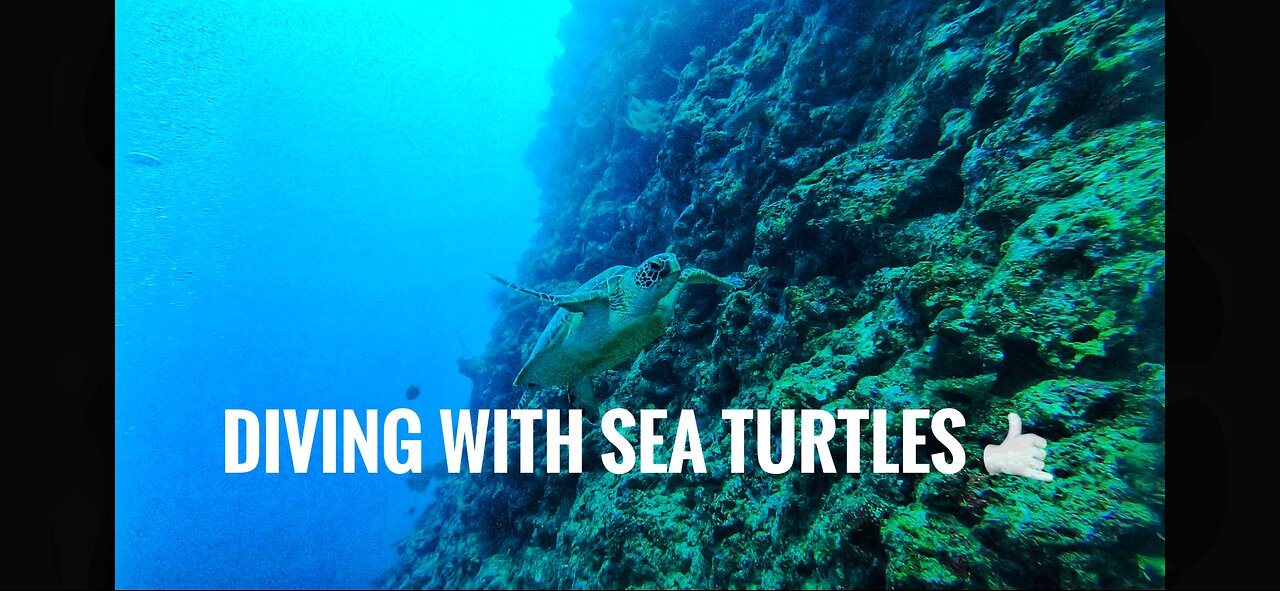 Diving with sea turtles