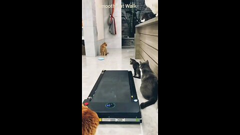 Funny Cat Walk