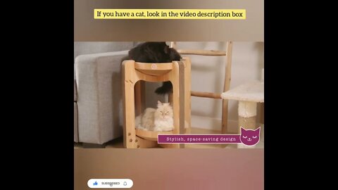 cute cat videos 😹 funny videos 😂79