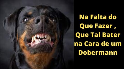 Vida de Cachorro Irritando um Dobermann, o Que Acontecerá ?