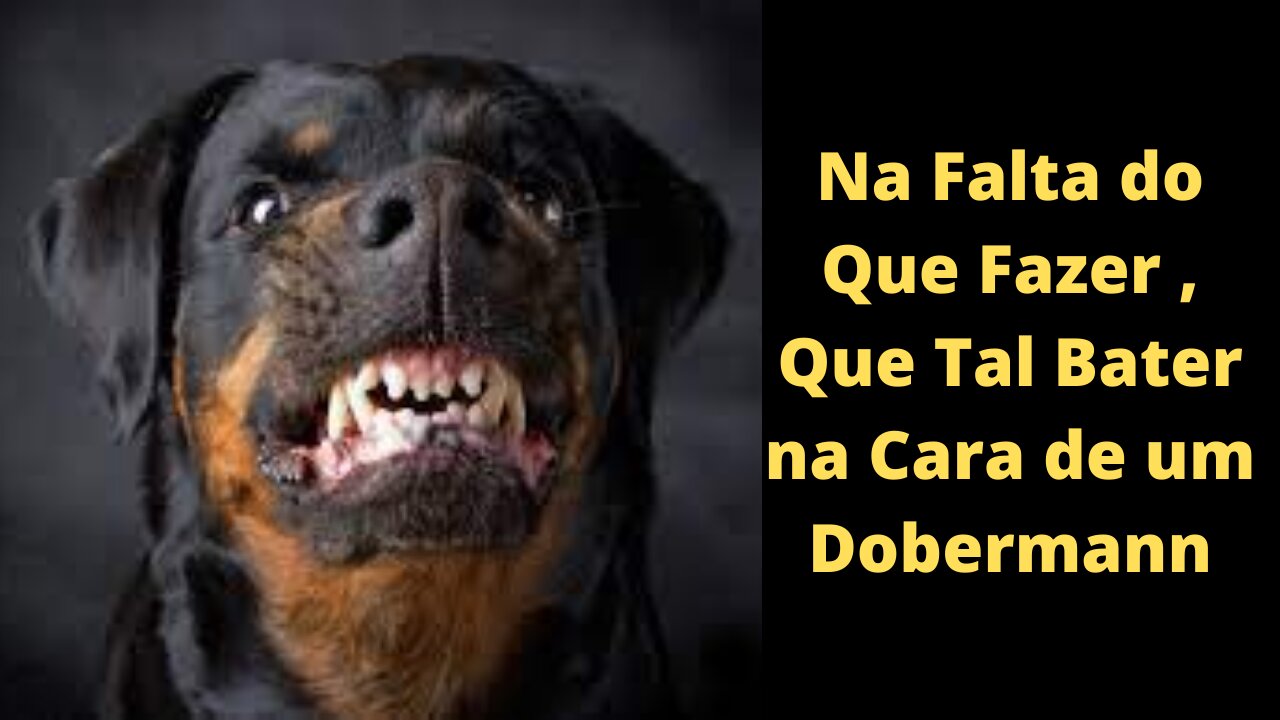 Vida de Cachorro Irritando um Dobermann, o Que Acontecerá ?
