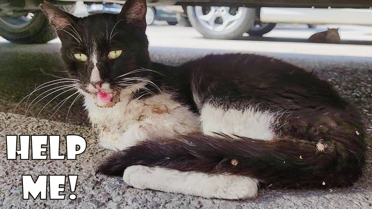 The rescue story of the sick cat waiting for me under my car asking for help.