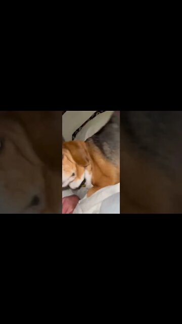 Banchee The Beagle Plays With His Mommy