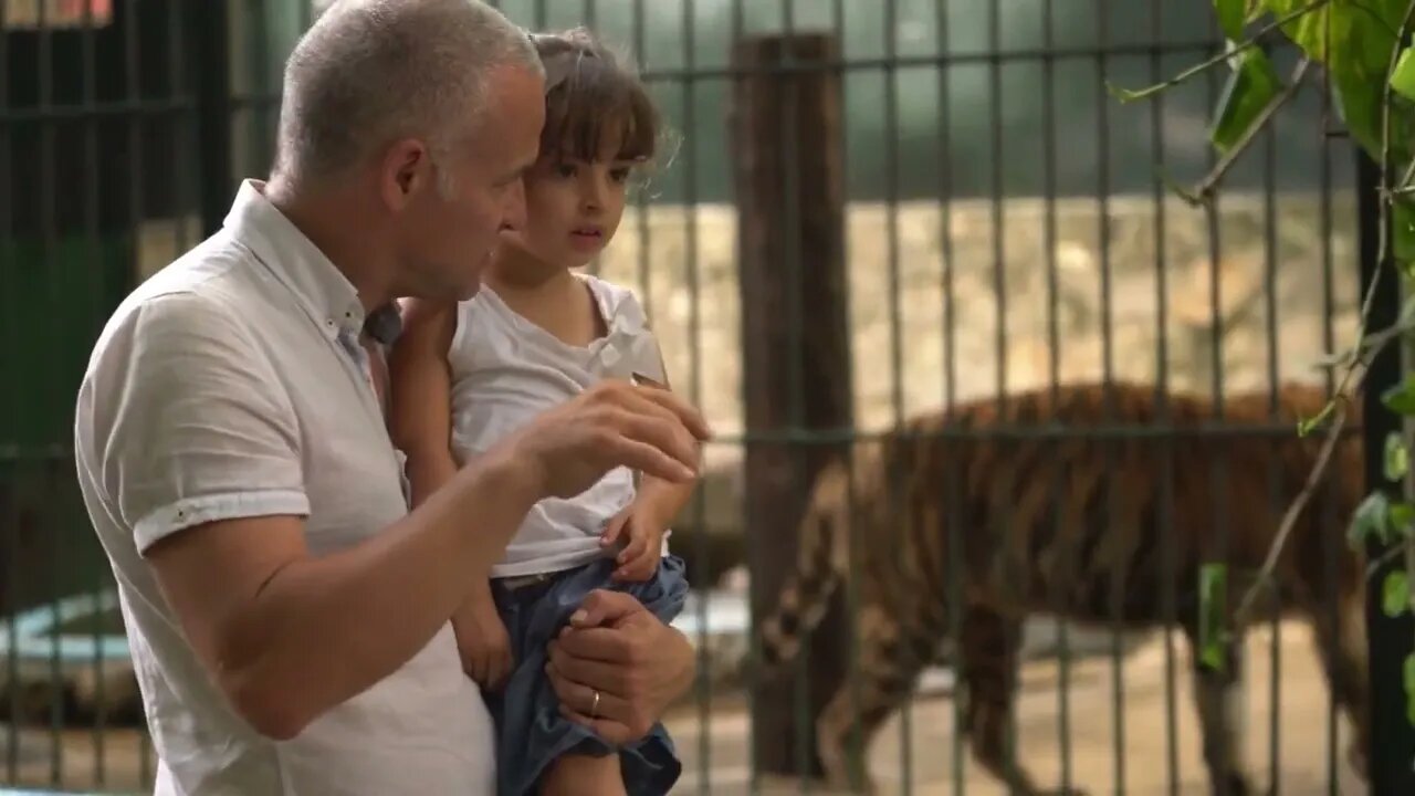 Father And Daughter Visiting Zoological Gardens And Looking At Tiger