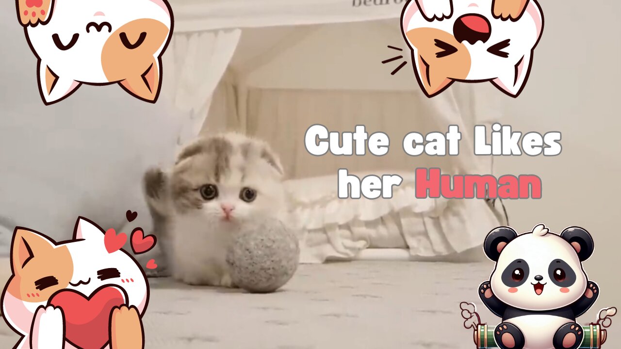 Cute Cat likes her Human !!!