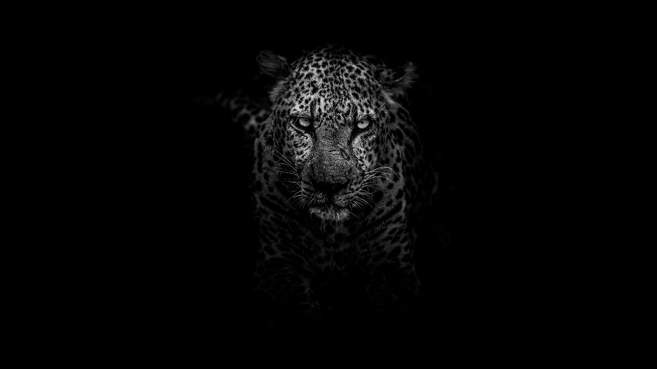 Beware The Apex Predator
