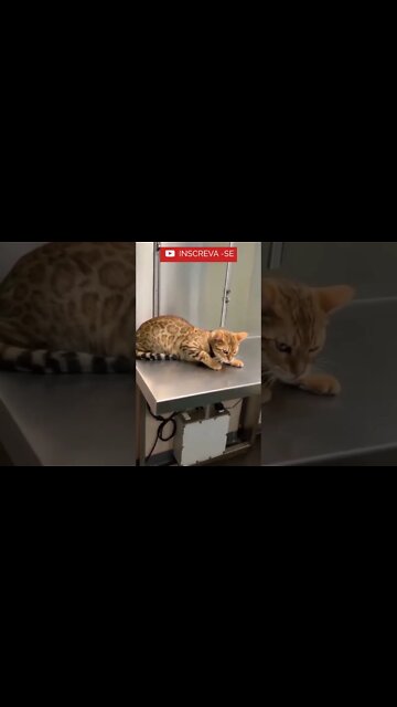 Não Mexe Comigo Sou Brava! #shorts