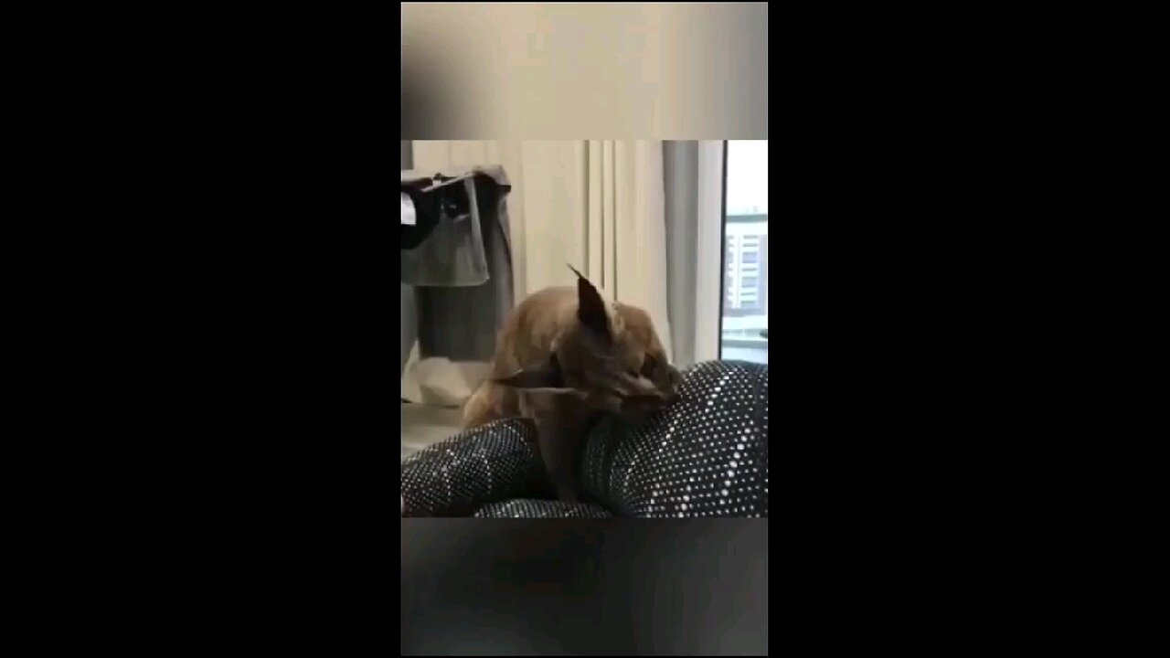 Funny Animals cats and dogs enjoy just for Laugh