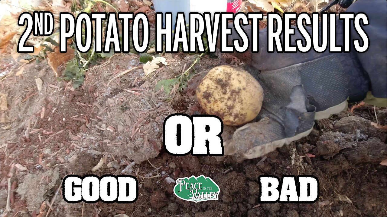 2nd Potato Harvest Results are in! - Can you do two plantings in one season? - E119