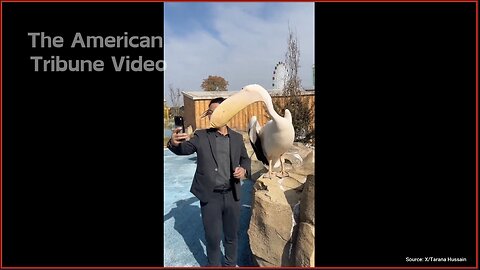 Viral Video: Tourist Has Face Eaten By Pelican While Trying To Take Selfie