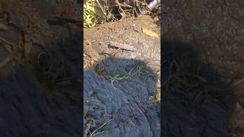 video of me catching a big snapping turtle