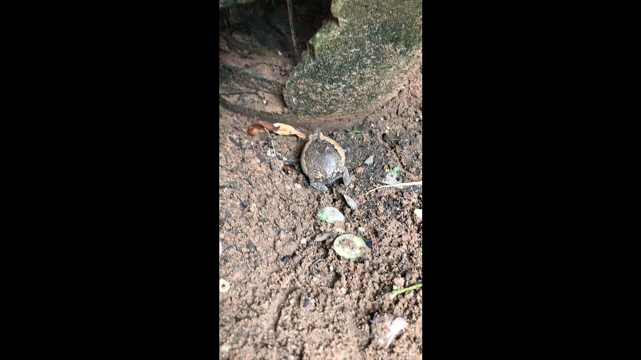 What’s is it? Little Cute Frog?