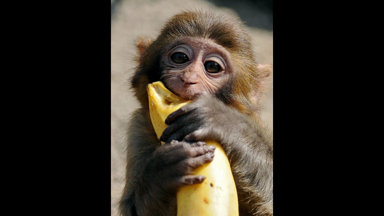 Monkey Eating banana