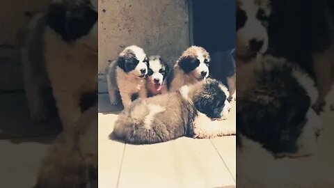 Cute St Bernard Puppies #shorts #doglover