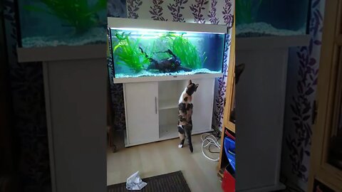 cat and fishes