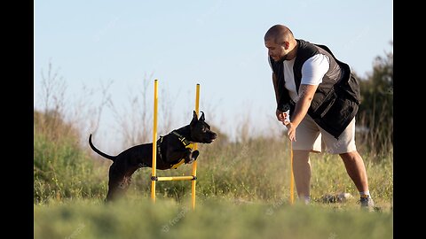 Dog training