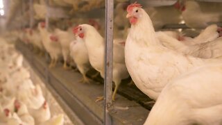 Niagara Falls chicken ordinance fails once again