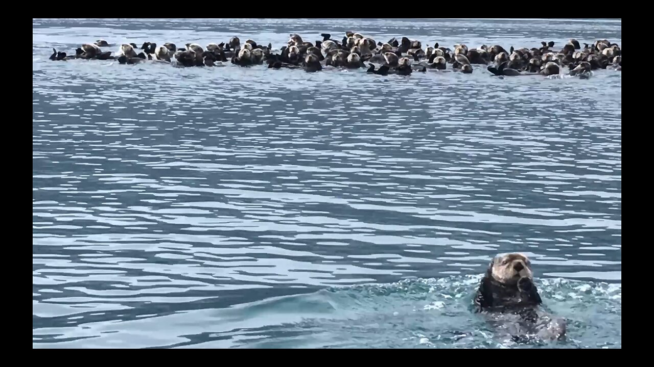 Sea Otters