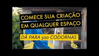 VEJA O TAMANHO DO MEU CRIATÓRIO / VIVER DE CODORNA