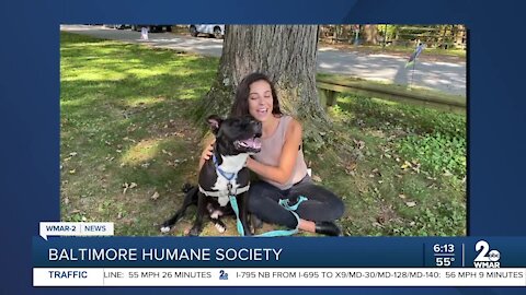 Baltimore Humane Society says Good Morning Maryland