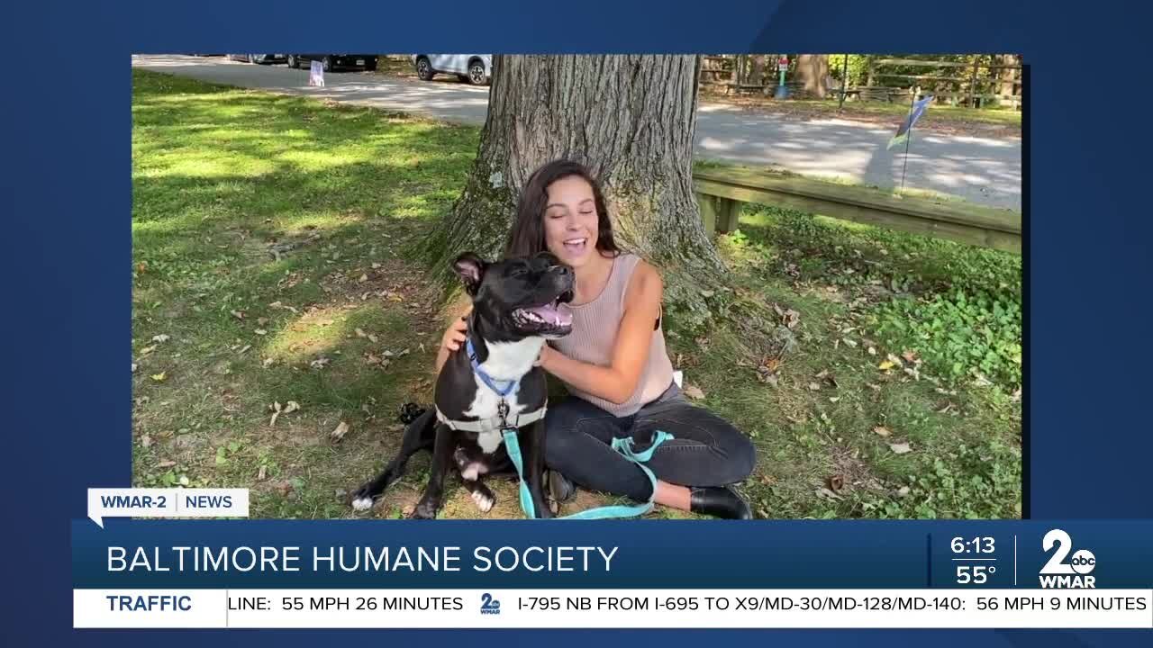 Baltimore Humane Society says Good Morning Maryland