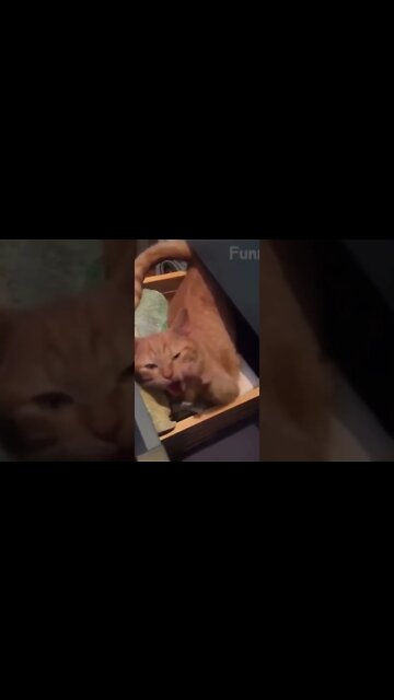 World’s *FUNNIEST* Animals! (Cats + Dogs) #gatos