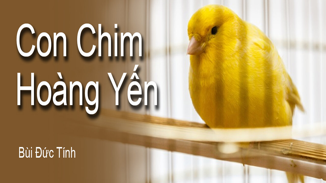 #011 | Con Chim Hoàng Yến