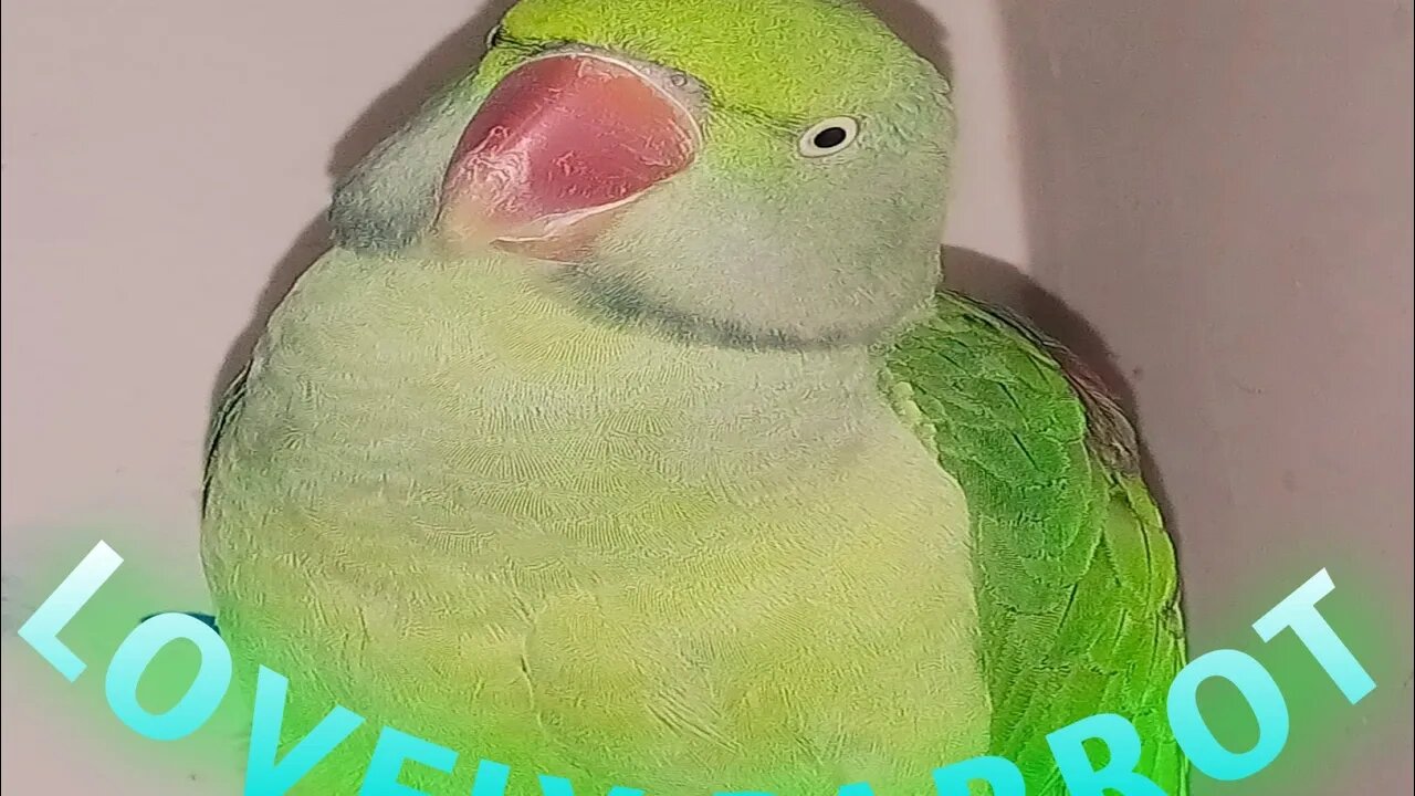 Lovely Parrot