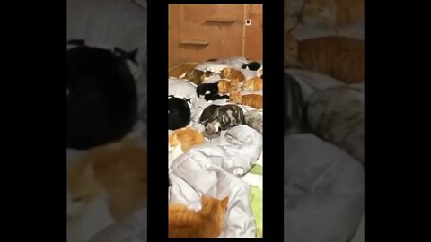 Cats showroom